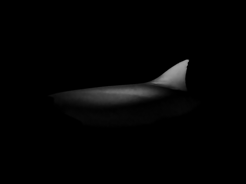 Monochrome abstract underwater photograph from the series «The Shape of Night» by Alexej Sachov.