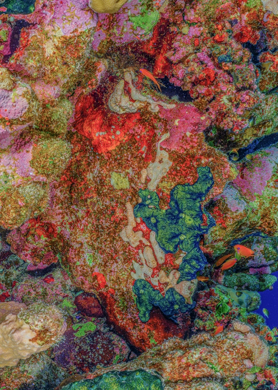 Underwater Fine Art photography by Alexej Sachov – The Jewel of Nature #7 (2025), presented at Artexpo New York 2026 (Solo Booth S311)