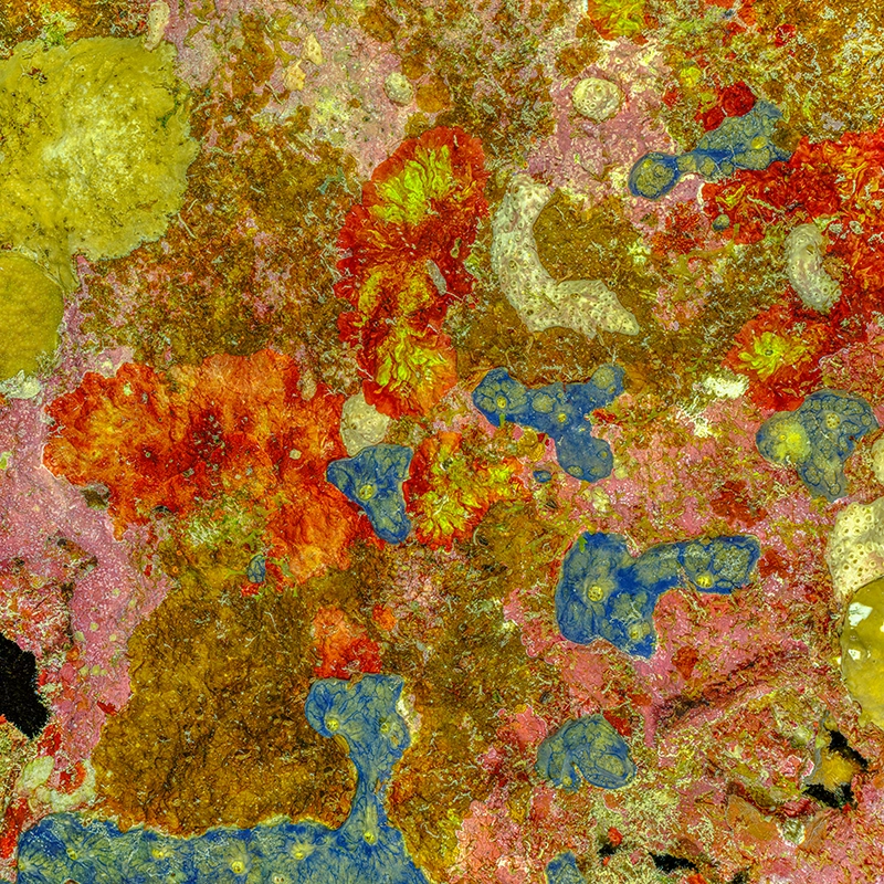 The Prehistoric Art of Nature #1 (2025) by Alexej Sachov. Coral reef macro photography from The Jewel of Nature umbrella project. photo basel/berlin 2026, Berlin Art Week.