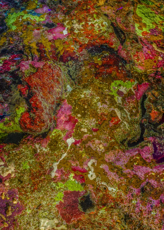 The Jewel of Nature #11 (2025) by Alexej Sachov. Coral reef macro photograph, dense reef surface. Survival Rituals, Basel Art Center, Basel Art Week 2026.