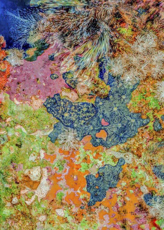 The Jewel of Nature #6 (2025) by Alexej Sachov. Coral reef macro photograph, new growth on earlier life. Survival Rituals, Basel Art Center, Basel Art Week 2026.