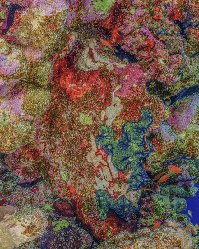 The Jewel of Nature #7 (2025) by Alexej Sachov. Coral reef macro photograph, biological abstraction. Survival Rituals, Basel Art Center, Basel Art Week 2026.