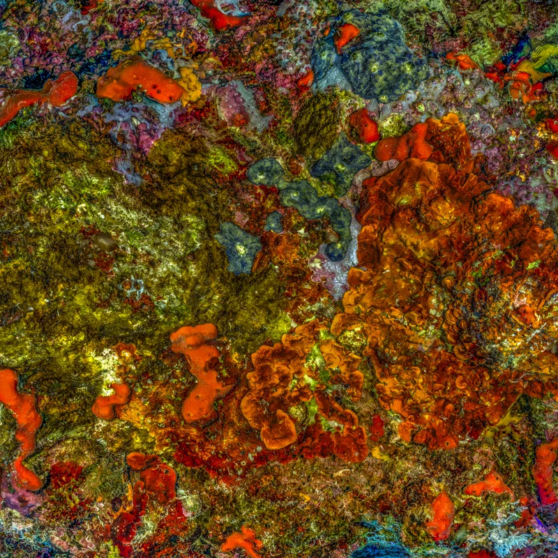The Jewel of Nature #3 (2025) by Alexej Sachov. Coral reef macro photograph, dense competing species on a single plane. Survival Rituals, Basel Art Center, Basel Art Week 2026.