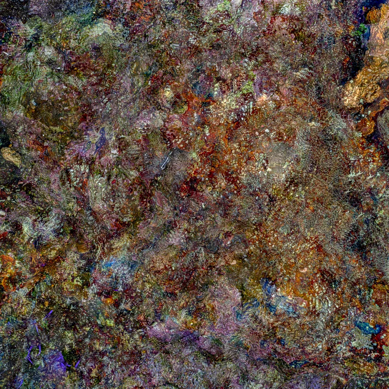The Jewel of Nature #1 (2025) by Alexej Sachov. Coral reef macro photograph, biological abstraction. Survival Rituals, Basel Art Center, Basel Art Week 2026.