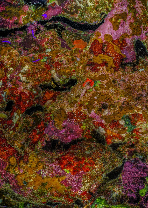 The Jewel of Nature #13 (2025) by Alexej Sachov. Coral reef macro photograph, new growth on earlier life. Survival Rituals, Basel Art Center, Basel Art Week 2026.